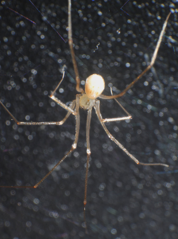 minuscule spider, possibly shortbodied cellar spider Spermophora senoculata, in web underneath 3D printer