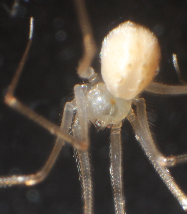 detail inset of minuscule spider, possibly shortbodied cellar spider Spermophora senoculata, showing eye clusters
