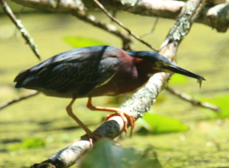 unfocused green heron Butorides virescens with small fish, autofocus wandering at crucial time