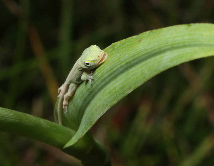 immature Carolina anole Anolis carolinensis with mouth open, not sleeping on hairy-stem spiderwort Tradescantia hirsuticaulis