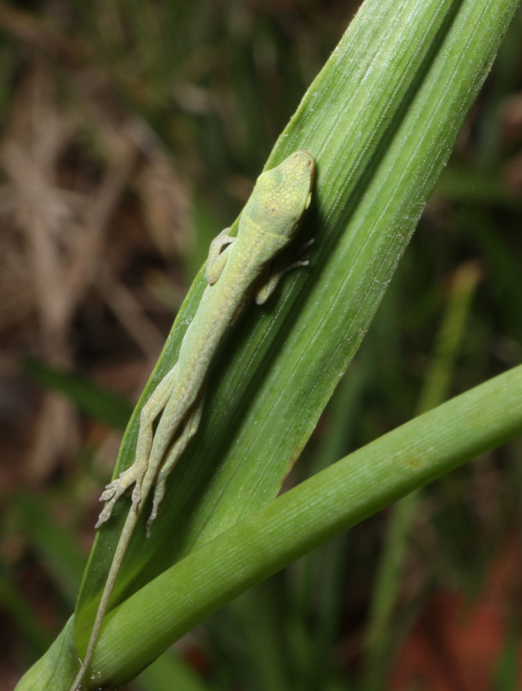 immature Carolina anole Anolis carolinensis sleeping on hairy-stem spiderwort Tradescantia hirsuticaulis