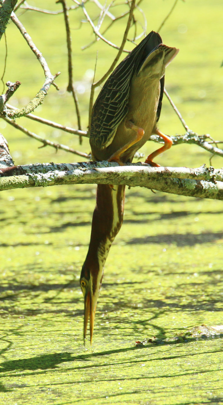 green heron Butorides virescens taking stab at small fish from low branch