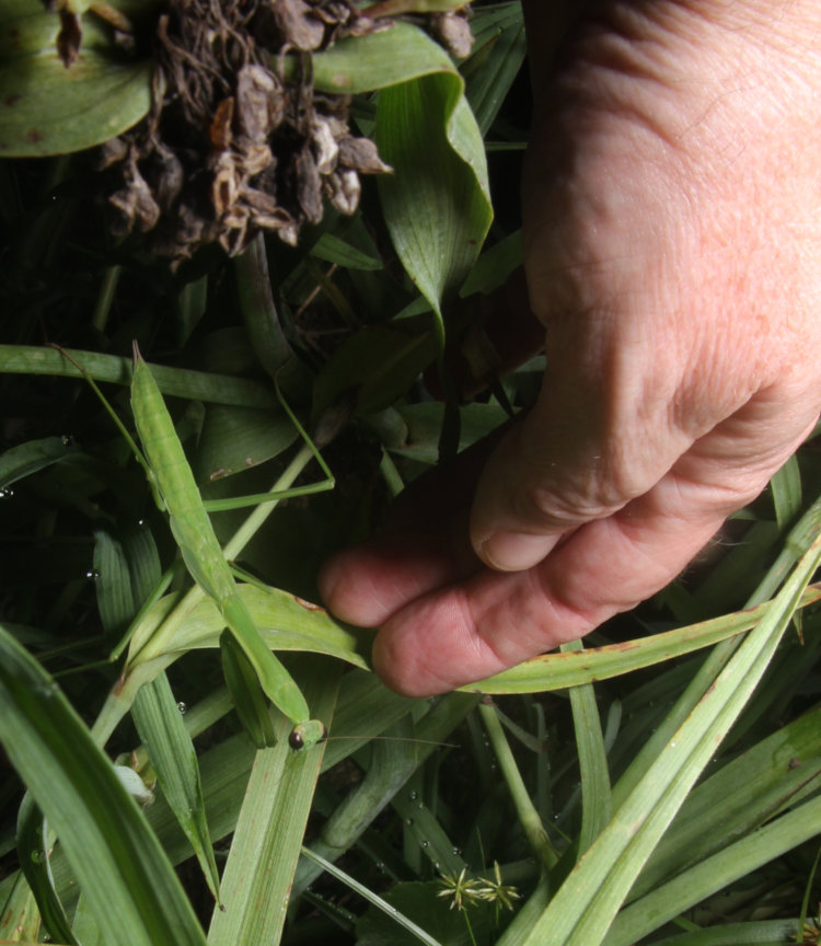 Chinese mantis Tenodera sinensis on hairy-stem spiderwort Tradescantia hirsuticaulis with hand of author Homo sapiens sapiens for scale