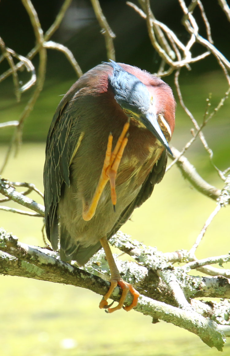 green heron Butorides virescens scratching face on low branch over pond
