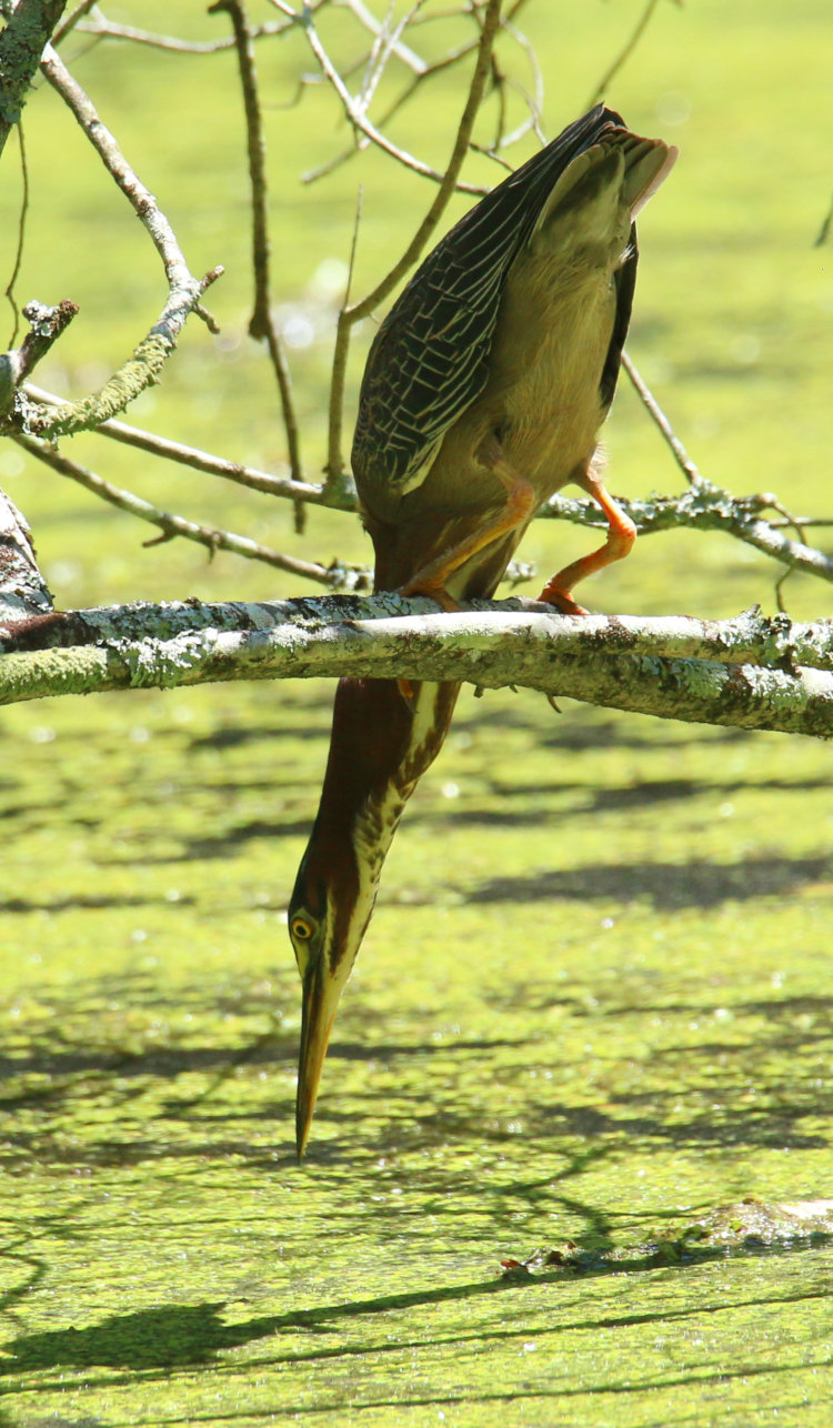 green heron Butorides virescens with neck extnded almost to water surface while hunting