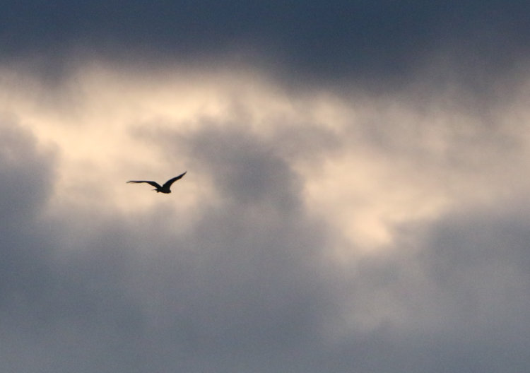 osprey Pandion halaietus passing tiny break in overcast near sunset
