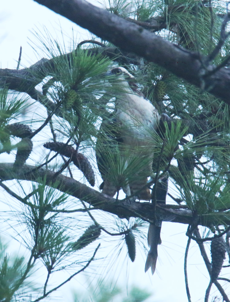 osprey Pandion haliaetus perched in pine thicket with large captured fish in one talon, predawn fog