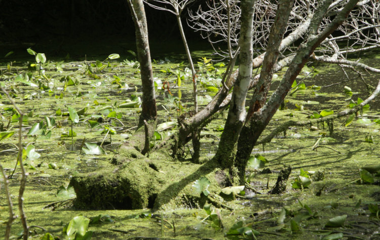 Turtle Island once again out of the water, significantly