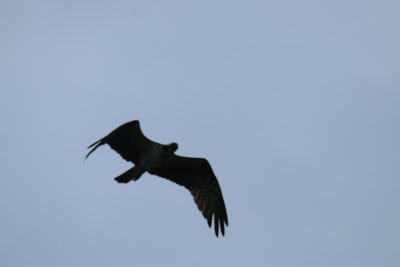 osprey Pandion haliaetus against overcast sky without exposure compensation