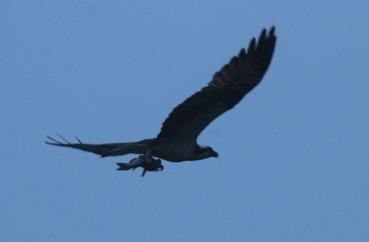 osprey Pandion haliaetus flying off with captured fish against foggy predawn sky, no exposure compensation