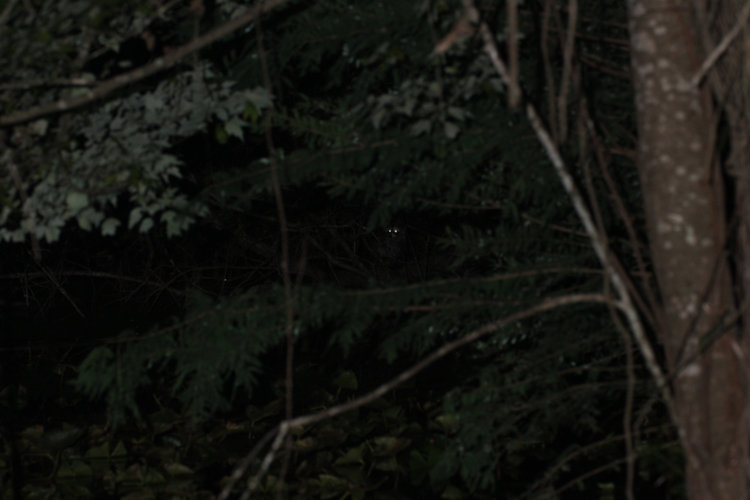 eyes reflecting at night from deep in the undergrowth