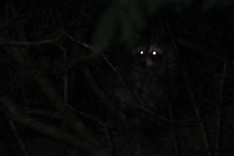eyes of North American raccoon Procyon lotor reflecting back from within undergrowth