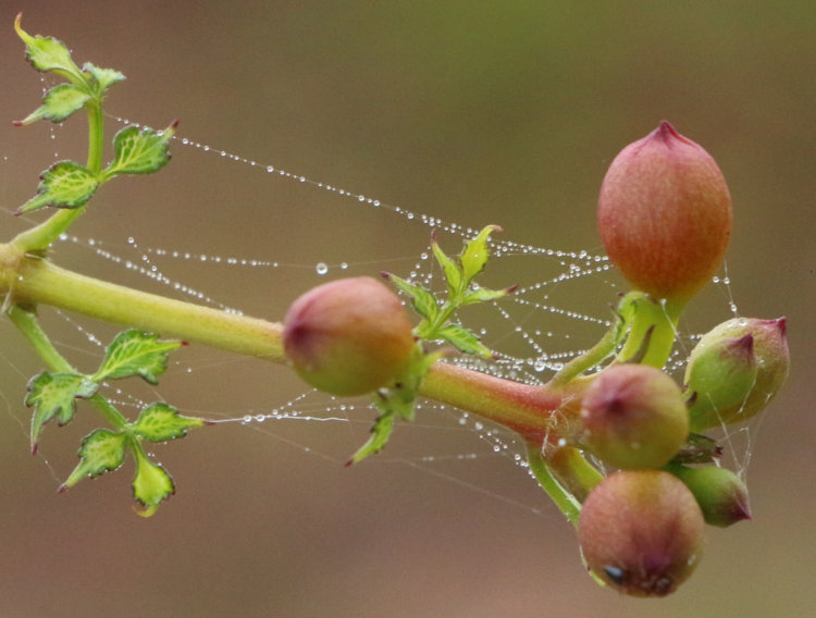web strands on unidentified berries as fog lightened on Jordan Lake, near sunrise