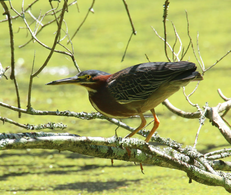 green heron Butorides virescens eyeing photographer with distrust from low branch on Turtle Island