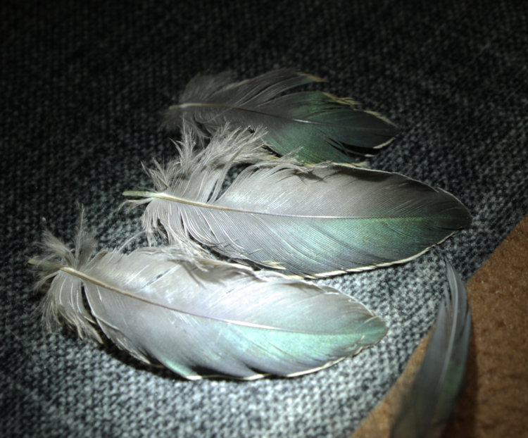 body covert feathers of green heron Butorides virescens under direct light showing green iridescence