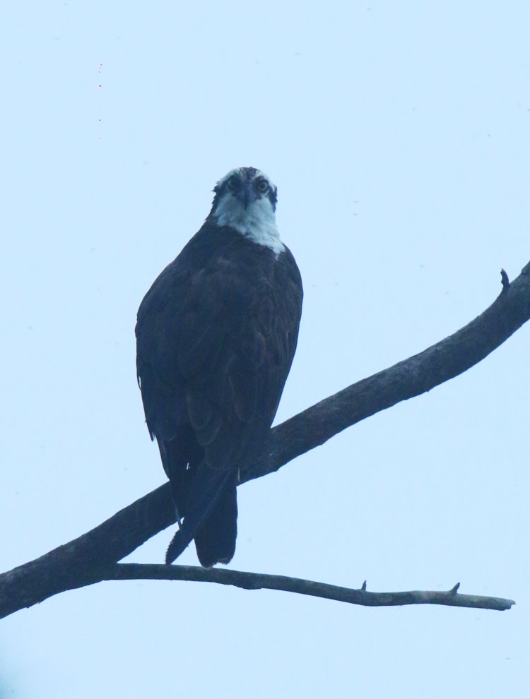 osprey Pandion haliaetus perched against open sky in predawn fog on Jordan Lake