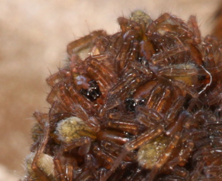 cluster of newborn wolf spiderlings Lycosidae with two showing eyes