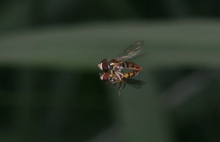 unidentified pair of hoverflies Syrphidae mating in midair