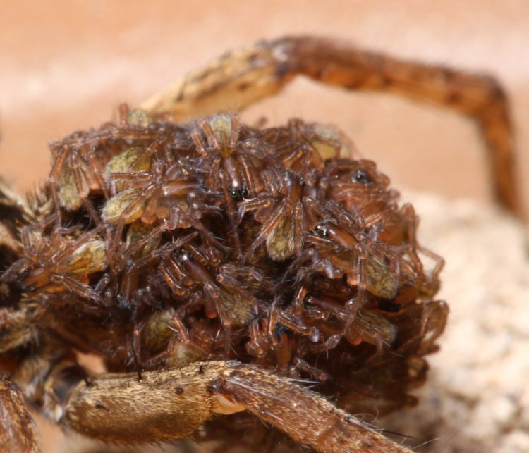 cluster of newborn wolf spiderlings Lycosidae on mother's abdomen