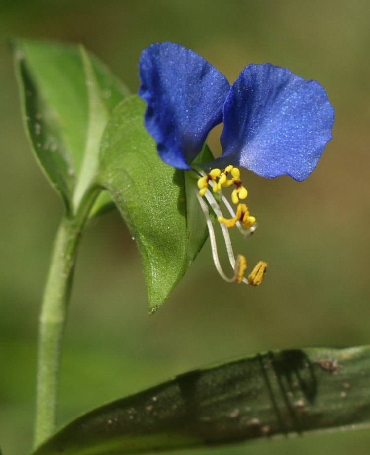 Asiatic dayflower Commelina communis blossom in the morning