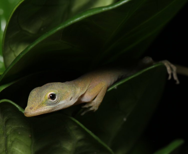 newborn Carolina anole Anolis carolinensis looking anxious on leaves of diamond spire gardenia Gardenia hybrid 'Leefive
