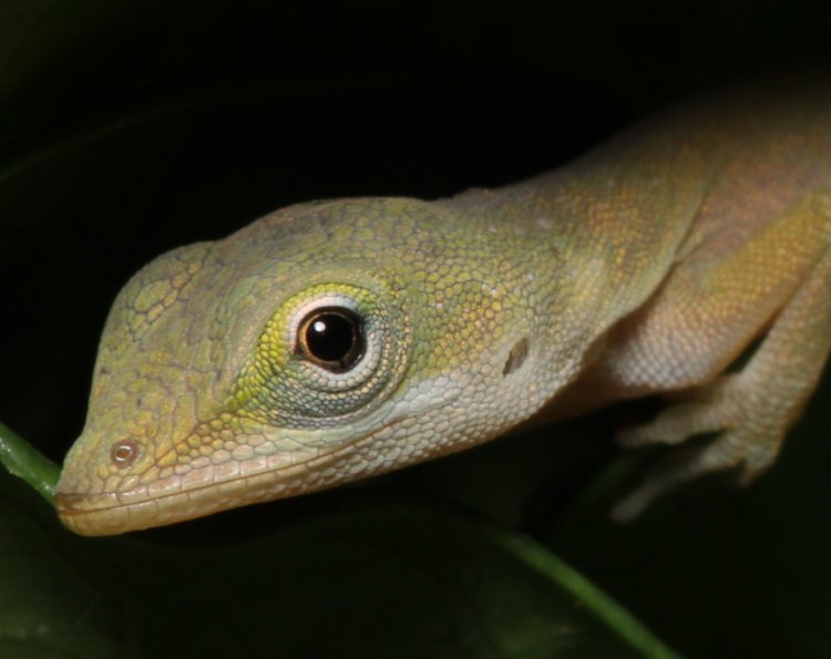 inset closeup of newborn Carolina anole Anolis carolinensis looking anxious on leaves of diamond spire gardenia Gardenia hybrid 'Leefive