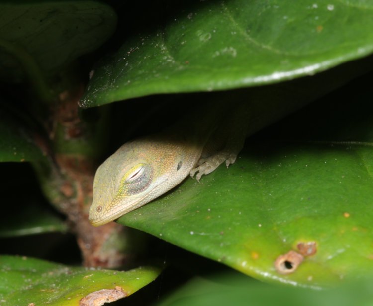 head of newborn Carolina anole Anolis carolinensis peeking out from under leaves of diamond spire gardenia Gardenia hybrid 'Leefive' PPIP