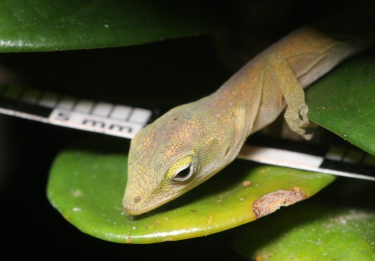 newborn Carolina anole Anolis carolinensis on leaves of diamond spire gardenia Gardenia hybrid 'Leefive with millimeter scale slipped in