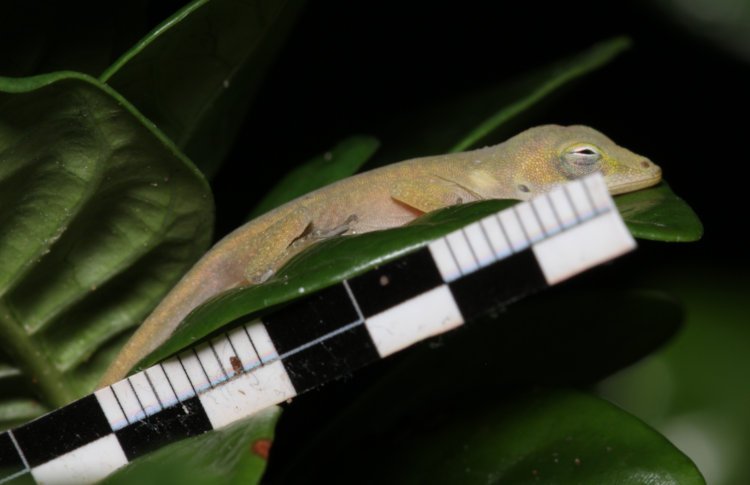 newborn Carolina anole Anolis carolinensis on leaves of diamond spire gardenia Gardenia hybrid 'Leefive with millimeter scale alongside