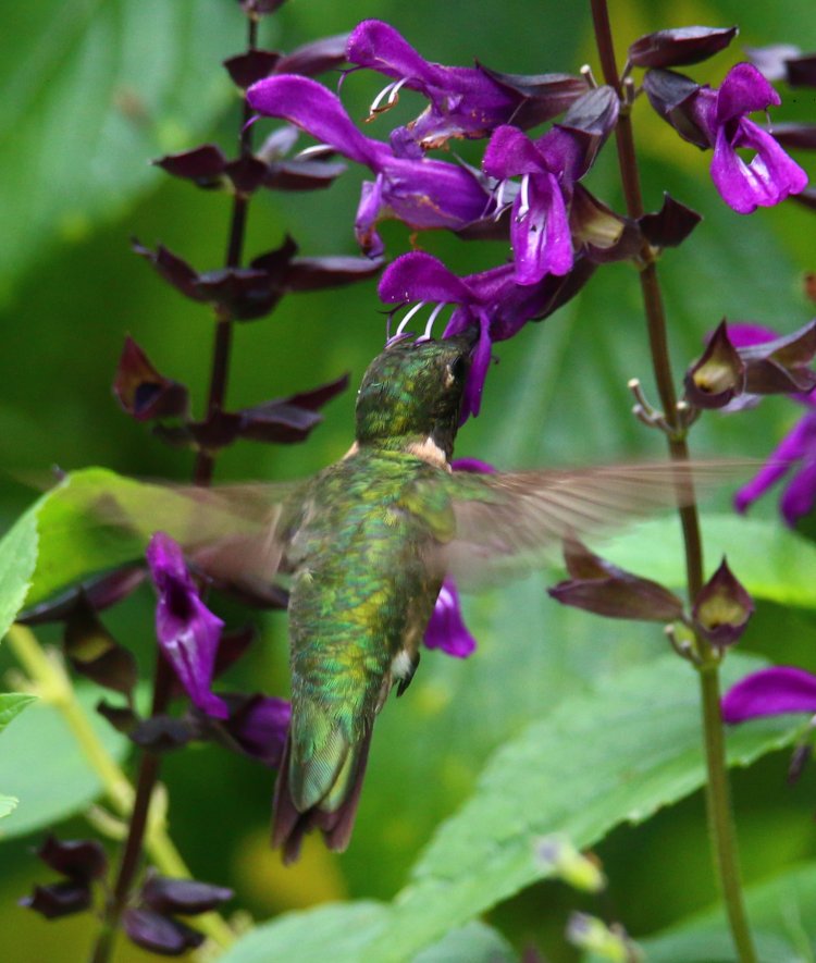 adult male ruby-throated hummingbird Archilochus colubris sneaking in quick meal on purple salvia Salvia guaranitica claimed as territory by another male
