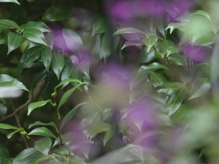 autofocus completely missing the subject and locking onto the background