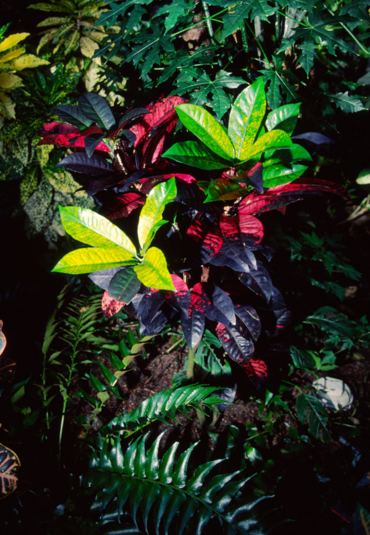 variety of plants in Butterfly House of Museum of Life and Science, Durham NC