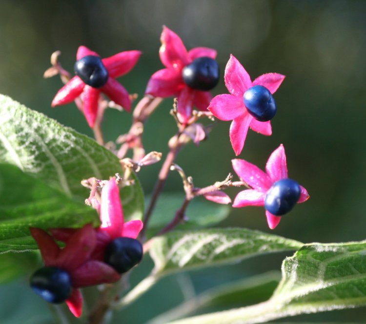 blossoms of harlequin glorybower Clerodendrum trichotomum from 12 years back