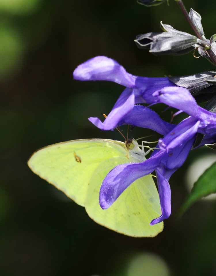 well-composed image of cloudless sulphur Phoebis sennae butterfly on purple salvia Salvia guaranitica blossom