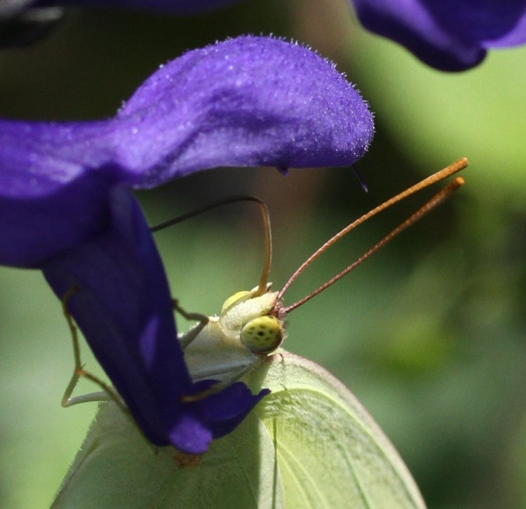 closeup of cloudless sulphur Phoebis sennae butterfly feeding on purple salvia salvia guaranitica blossom