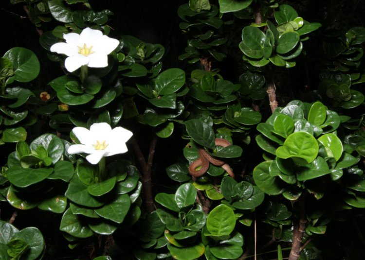 brown snake Storeria dekayi wrapped around cluster of leaves on diamond spire gardenia Gardenia hybrid 'Leefive' PPIP at night