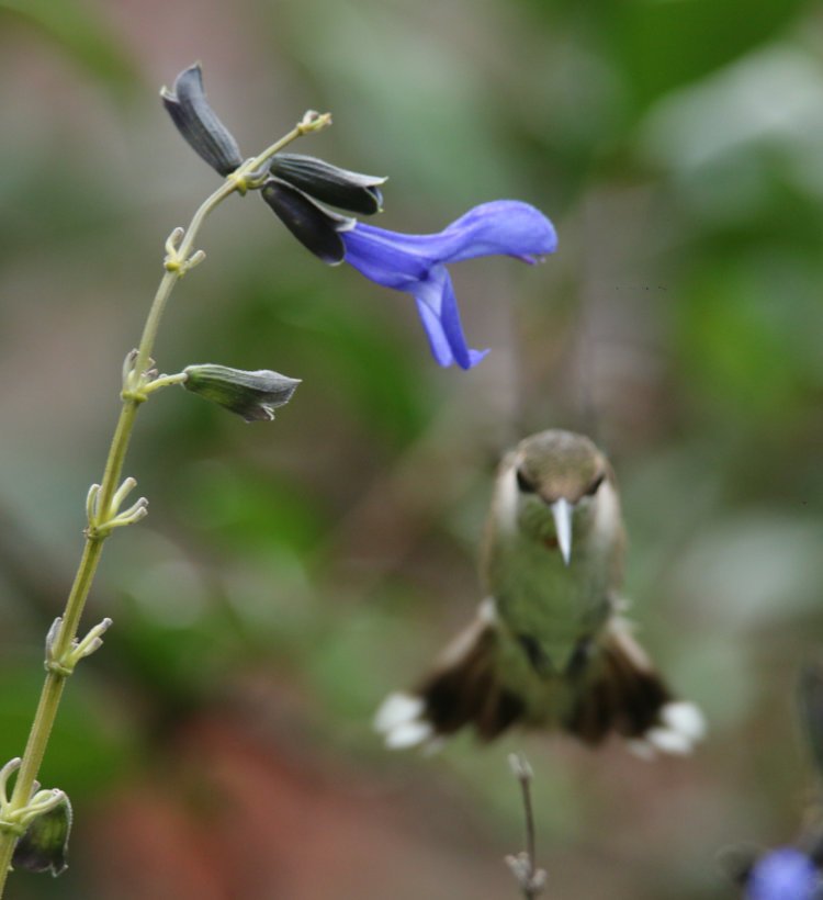 adult female ruby-throated hummingbird Archilochus colubris dodging focus on blue salvia Salvia guaranitica blossom