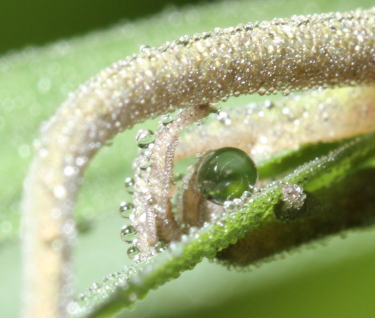 mist drops collected on hind foot of Carolina anole Anolis carolinensis at night
