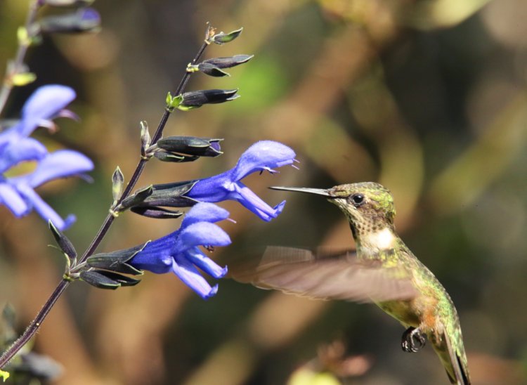 ruby-throated hummingbird Archilochus colubris hovering directly in front of blue salvia Salvia guaranitica blossoms