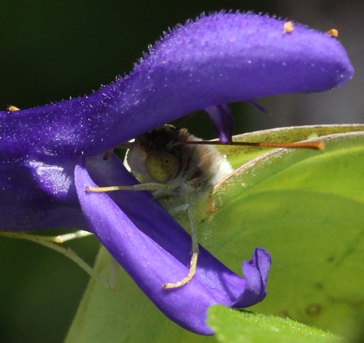 closeup of cloudless sulphur Phoebis sennae butterfly with proboscis buried deep within purple salvia Salvia guaranitica blossom