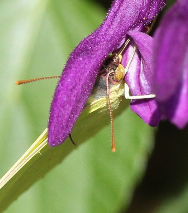 closeup portrait of cloudless sulphur Phoebis sennae butterfly buried in purple salvia Salvia guaranitica blossom
