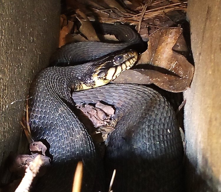 water snake, likely northern water snake Nerodia sipedon, showing head clearly in hollow between bricks