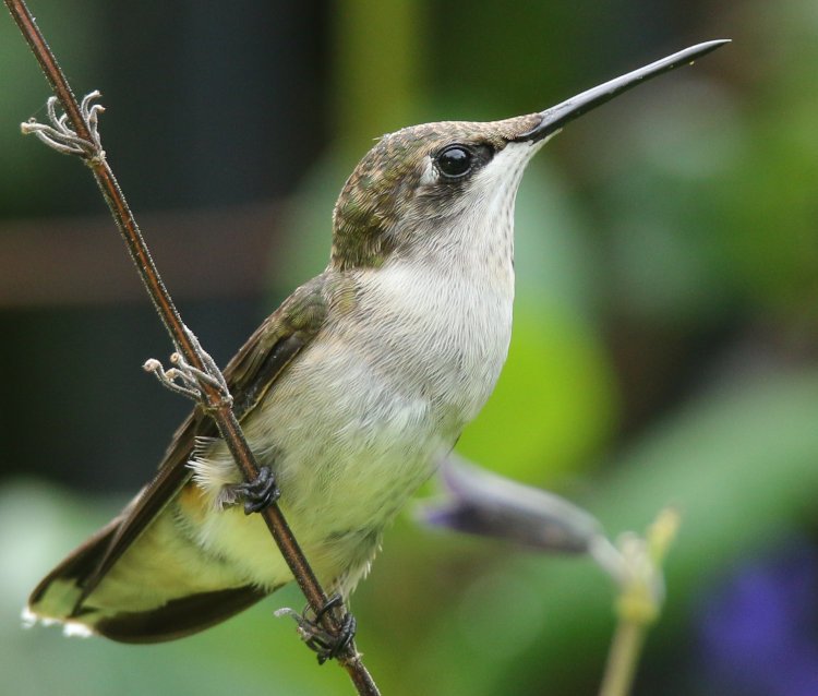 sharp profile of perched adult female ruby-throated hummingbird Archilochus colubris