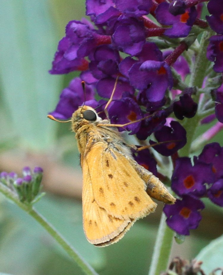 probable fiery skipper Hylephila phyleus on black knight butterfly bush Buddleja davidii cluster