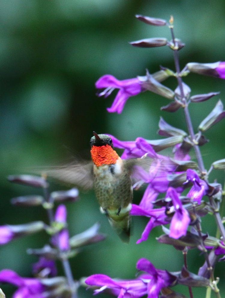 male ruby-throated hummingbird Archilochus colubris caught in hover by purple salvia Salvia guaranitica blossoms showing red feathers brilliantly