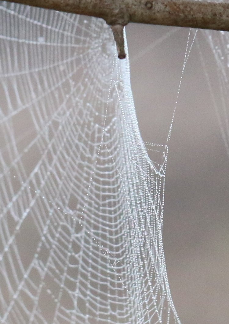 mist-covered web at odd angle on foggy morning