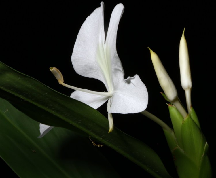 first blossom of ginger lily Hedychium coronarium opened at night
