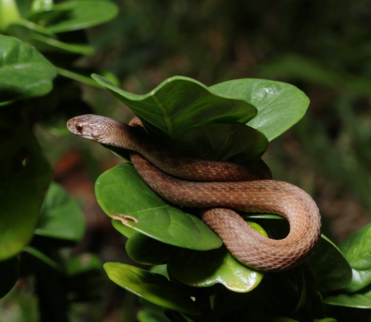 brown snake Storeria dekayi peeking out from cluster of leaves on diamond spire gardenia Gardenia hybrid 'Leefive' PPIP at night