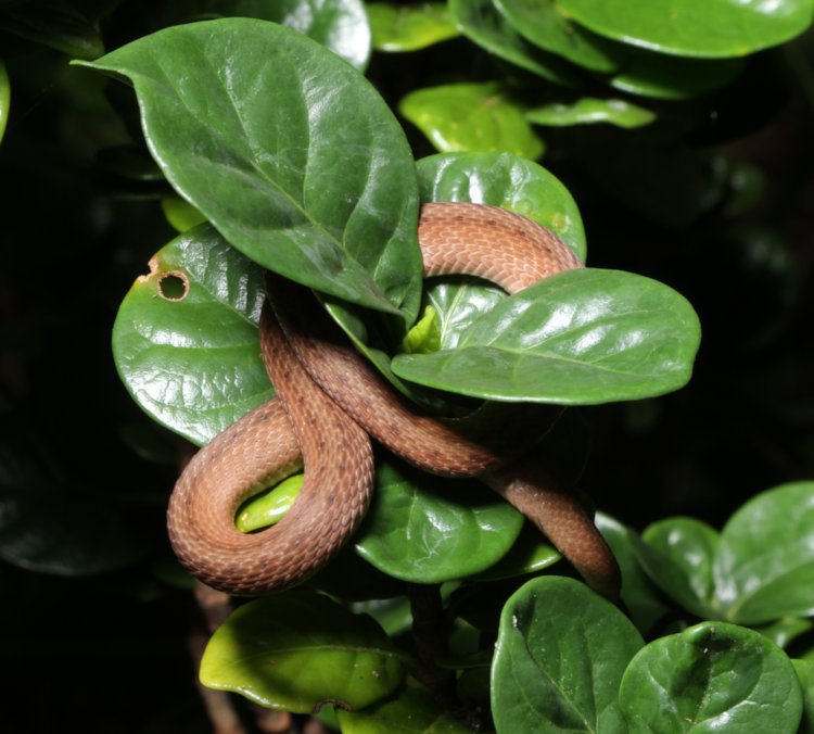 brown snake Storeria dekayi wrapped around cluster of leaves on diamond spire gardenia Gardenia hybrid 'Leefive' PPIP at night