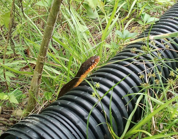 red-bellied water snake Nerodia erythrogaster peeking up from behind drain pipe